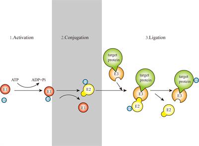 Cellular functions and molecular mechanisms of ubiquitination in osteosarcoma